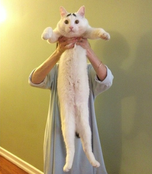 Katt, Internet, reddit, instagram